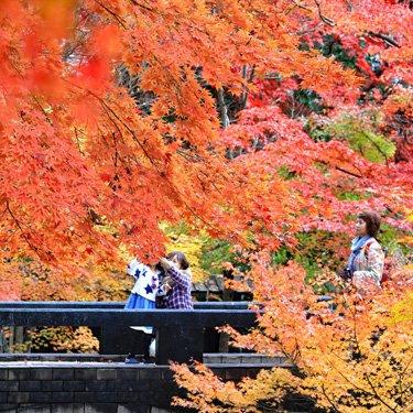 ツアー詳細 にいがた秋の一日 紅葉 りんご狩り 昭和観光株式会社